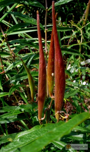 Asclepias tuberosa -- Knollige Seidenpflanze